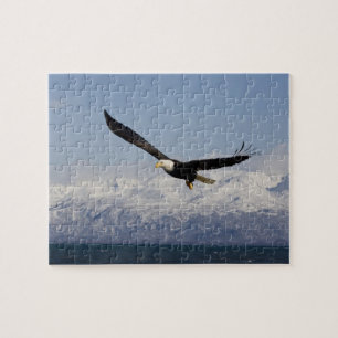 Weißkopfseeadler im Flug, Haliaeetus leucocephalus Puzzle