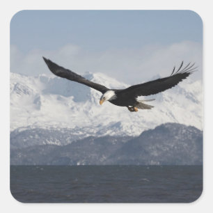 Weißkopfseeadler im Flug, Haliaeetus leucocephalus Quadratischer Aufkleber