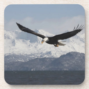 Weißkopfseeadler im Flug, Haliaeetus leucocephalus Untersetzer