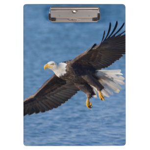 Weißkopfseeadler im Flug Klemmbrett
