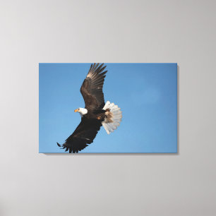Weißkopfseeadler im Flug Leinwanddruck