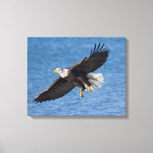 Weißkopfseeadler im Flug Leinwanddruck