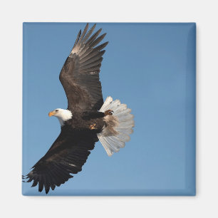 Weißkopfseeadler im Flug Magnet