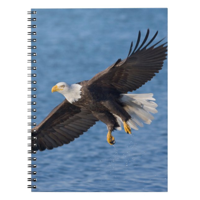 Weißkopfseeadler im Flug Notizblock (Vorderseite)