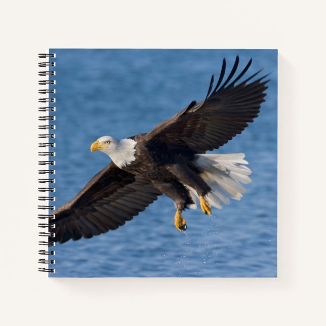 Weißkopfseeadler im Flug Notizbuch (Vorderseite)