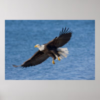 Weißkopfseeadler im Flug