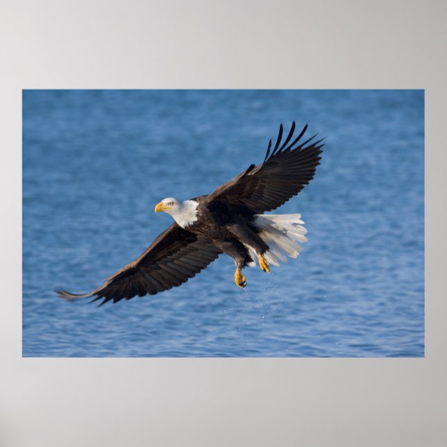 Weißkopfseeadler im Flug Poster (Vorne)