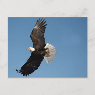 Weißkopfseeadler im Flug Postkarte