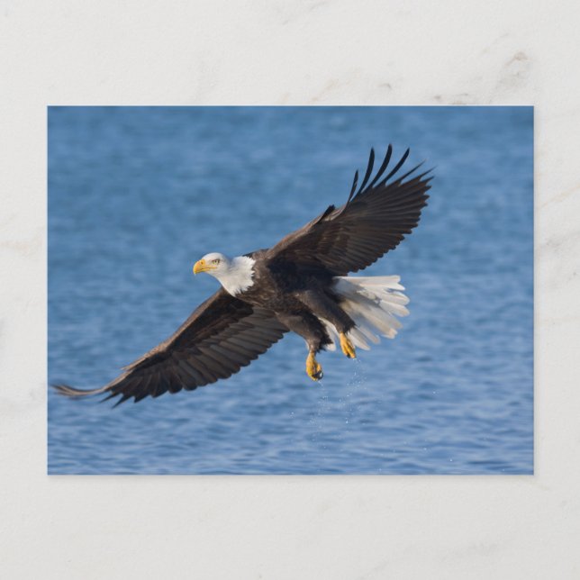 Weißkopfseeadler im Flug Postkarte (Vorderseite)
