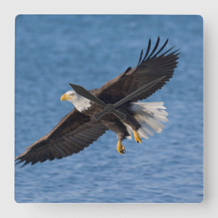 Weißkopfseeadler im Flug Quadratische Wanduhr