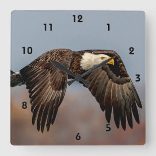 Weißkopfseeadler im Flug Quadratische Wanduhr