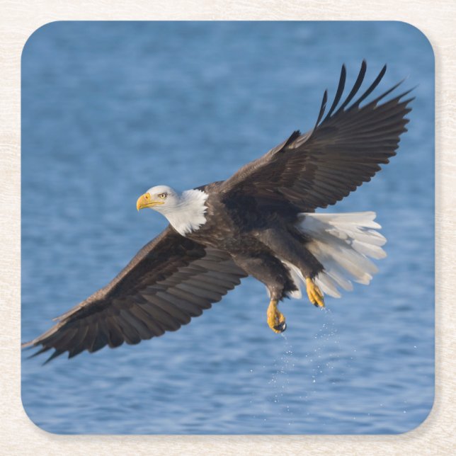Weißkopfseeadler im Flug Rechteckiger Pappuntersetzer (Vorderseite)