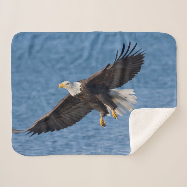 Weißkopfseeadler im Flug Sherpadecke (Vorderseite (Horizontal))