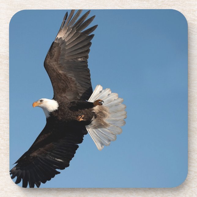 Weißkopfseeadler im Flug Untersetzer (Vorderseite)