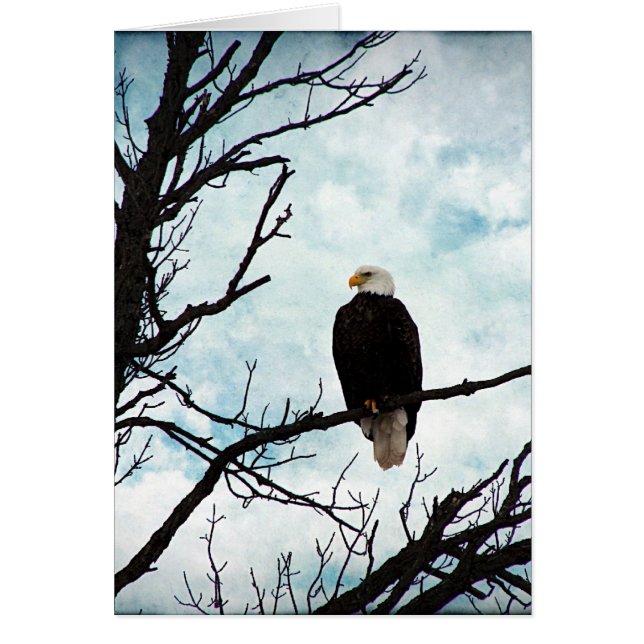 Weißkopfseeadler in einem Baum mit blauem Himmel (Vorne)