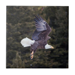 Weißkopfseeadler Keramikfliese Klein (10,8 cm x 10