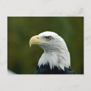 Weißkopfseeadler-Kopf-Ansichtskarte Postkarte