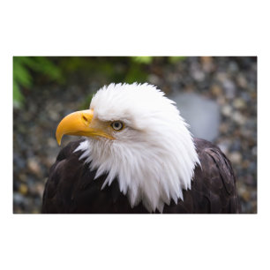 Weißkopfseeadler-Kopf-Foto Fotodruck