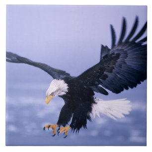 Weißkopfseeadler landet mit ausgebreiteten Flügeln Fliese