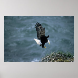 Weißkopfseeadler-Landung auf Nest Poster