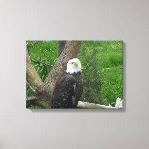 Weißkopfseeadler Leinwanddruck