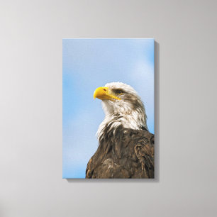 Weißkopfseeadler Leinwanddruck