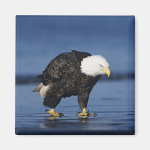 Weißkopfseeadler Magnet