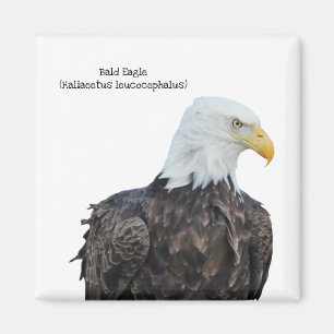 Weißkopfseeadler Magnet