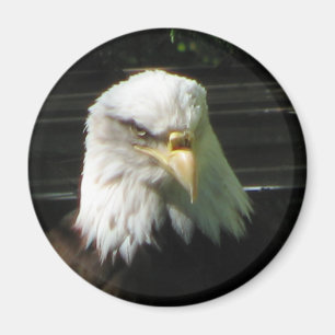 Weißkopfseeadler Magnet