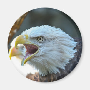 Weißkopfseeadler Magnet