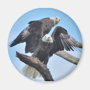 Weißkopfseeadler Magnet