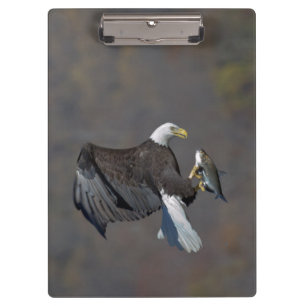 Weißkopfseeadler mit einem Fisch Klemmbrett