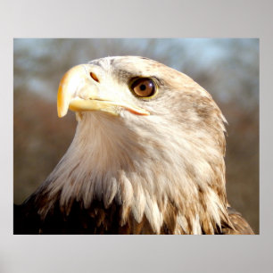 Weißkopfseeadler Nahaufnahme Poster