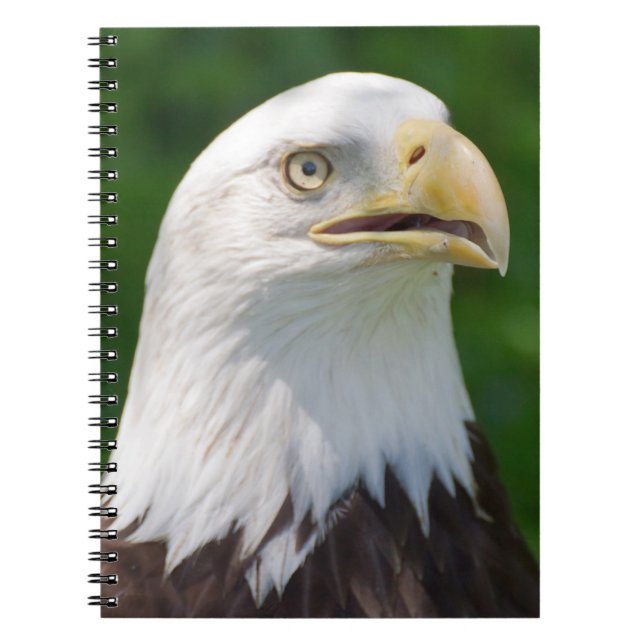 Weißkopfseeadler Notizblock (Vorderseite)