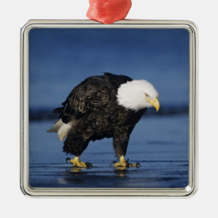 Weißkopfseeadler Ornament Aus Metall