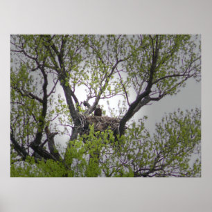 Weißkopfseeadler - Plakat