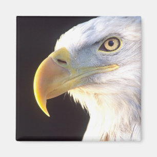 Weißkopfseeadler-Porträt, Haliaeetus leucocephalus Magnet