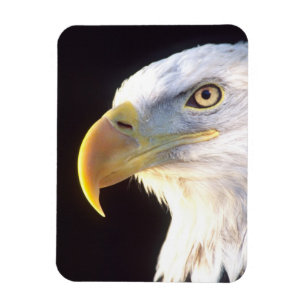 Weißkopfseeadler-Porträt, Haliaeetus leucocephalus Magnet