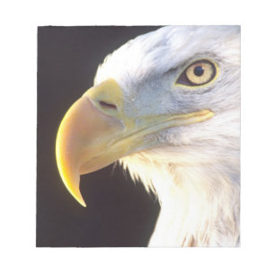 Weißkopfseeadler-Porträt, Haliaeetus leucocephalus Notizblock
