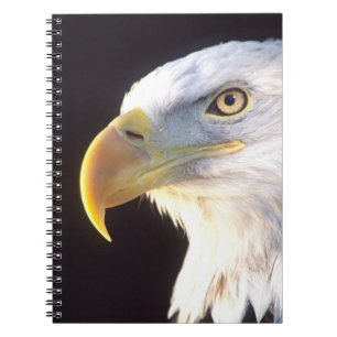 Weißkopfseeadler-Porträt, Haliaeetus leucocephalus Notizblock