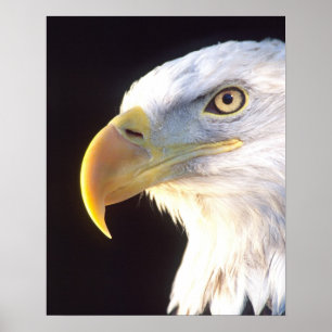 Weißkopfseeadler-Porträt, Haliaeetus leucocephalus Poster