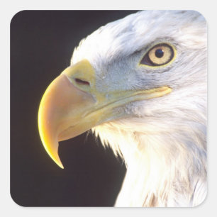 Weißkopfseeadler-Porträt, Haliaeetus leucocephalus Quadratischer Aufkleber