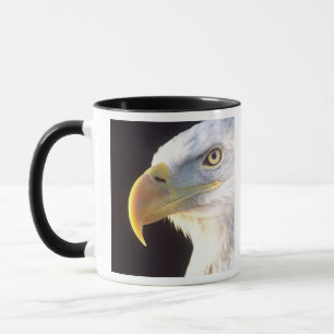 Weißkopfseeadler-Porträt, Haliaeetus leucocephalus Tasse