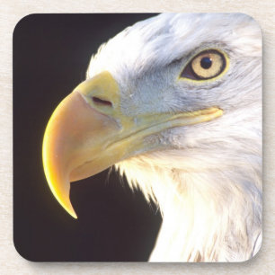 Weißkopfseeadler-Porträt, Haliaeetus leucocephalus Untersetzer