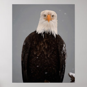 Weißkopfseeadler-Porträt im Schnee, Haliaeetus Poster