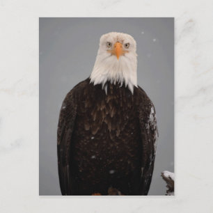 Weißkopfseeadler-Porträt im Schnee, Haliaeetus Postkarte