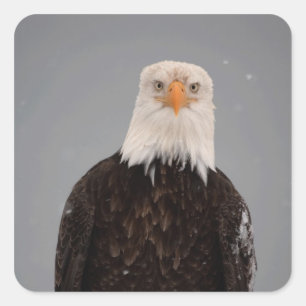 Weißkopfseeadler-Porträt im Schnee, Haliaeetus Quadratischer Aufkleber