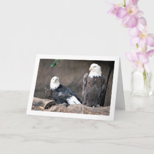 Weißkopfseeadler-Porträt Karte