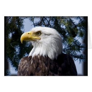 Weißkopfseeadler-Porträt - Karte
