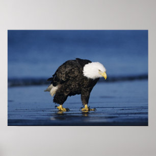 Weißkopfseeadler Poster